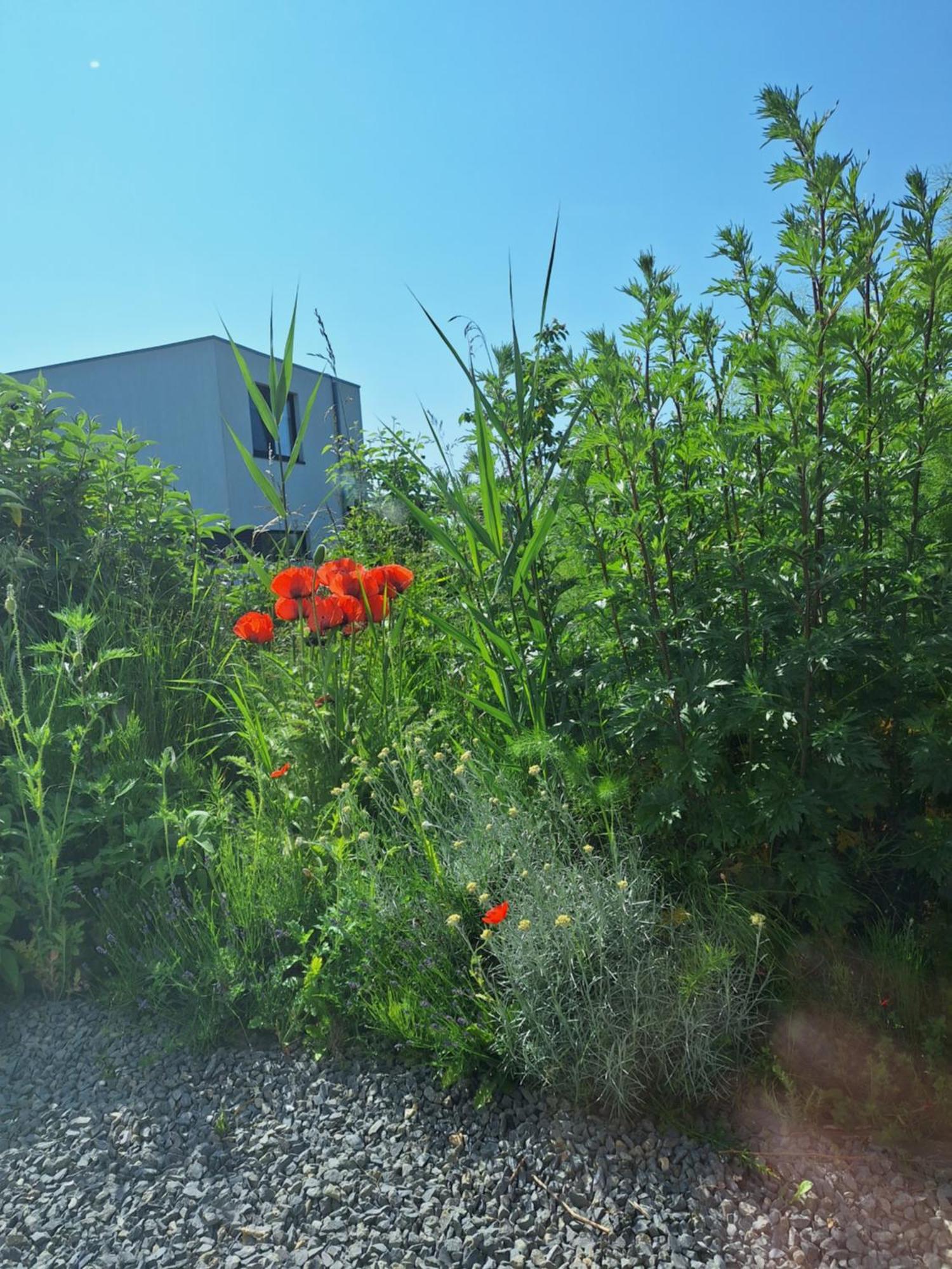 Luxury Suites Oosterwold Almere Exteriör bild